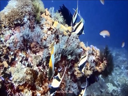サンゴの周りを群れるツノダシ