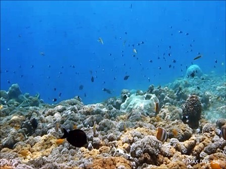 バリ島ヌサペニダ、ＳＤで体験ダイビング