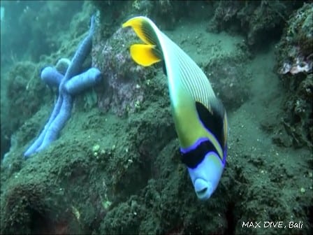 バリ島トランベン、タテジマキンチャクダイ，emperor angelfish