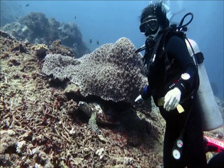 ヌサペニダのクリスタルベイでウミガメと写真