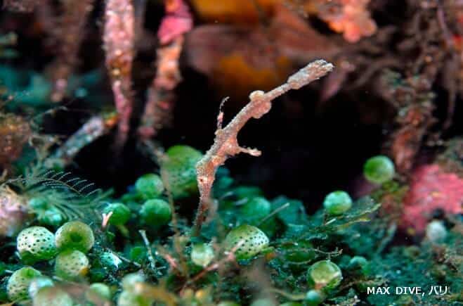 カミソリウオ科、ホソフウライウオ, delicate ghost pipefish, thin ghost pipefish, solenostomus leptosoma 