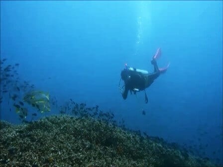 ﾊﾞﾘ島ダイビング・パダンバイのサンゴ礁