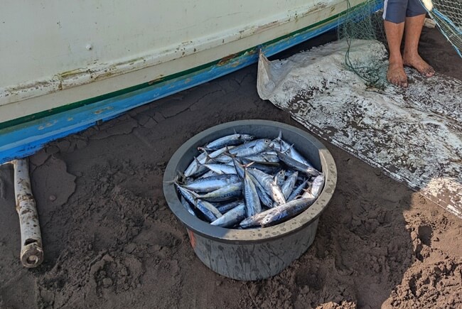 バリ島の漁師さん朝から大量