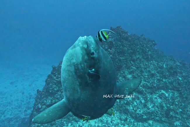 マンボウのクリーニングシーン、バリ島ヌサペニダ