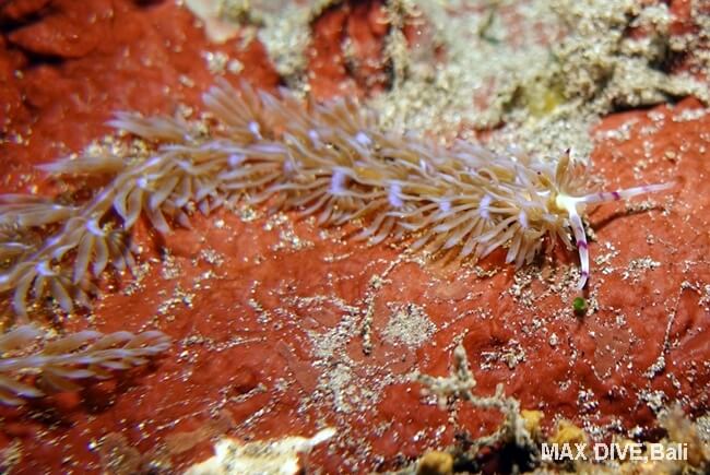 ムカデミノウミウシ，pteraeolidia semperi
