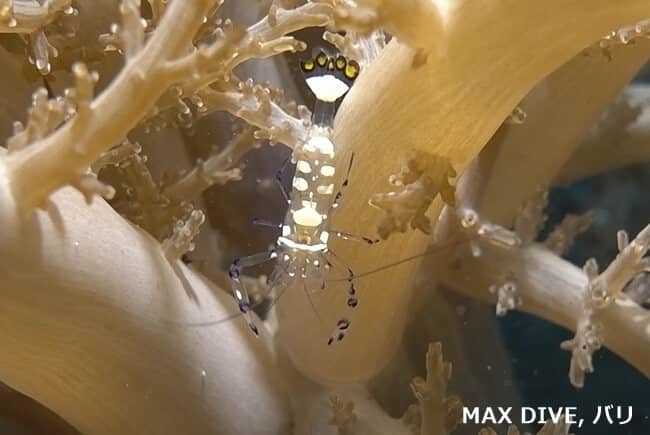 イソギンチャクエビ（anemone shrimp)の雌。バリ島アメッド