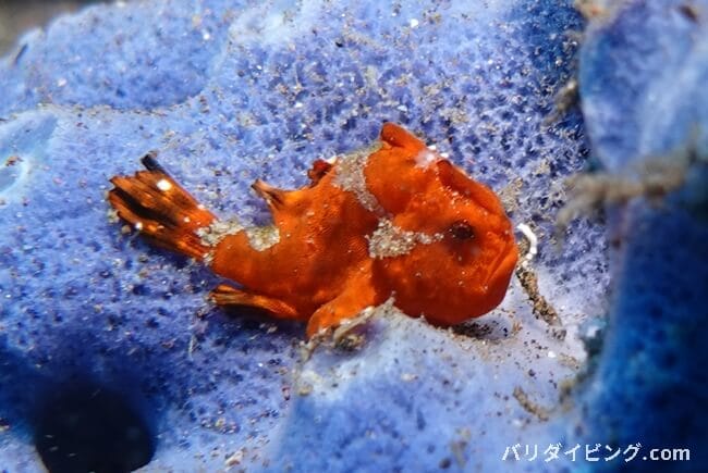 イロカエルアンコウ、Painted frogfish,Antennarius pictus