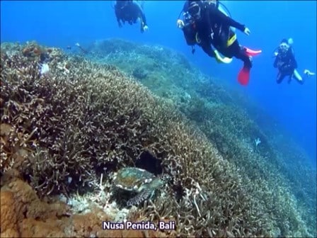バリ島ヌサペニダのトヨパカでウミガメに遭遇
