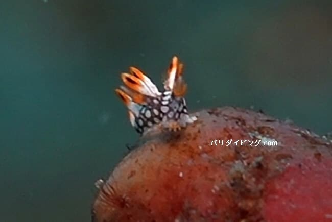 ヒオドシユビウミウシ,Bornella anguilla