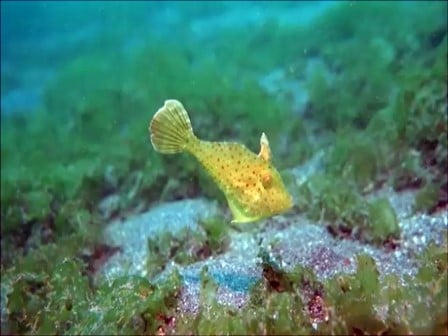 バリ島シークレットベイ，フチドリカワハギBristle-tail filefish
