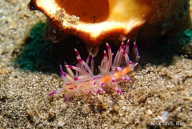 ロータスミノウミウシ,Coryphellina lotos, パダンバイ・ジェティ(Jetty)