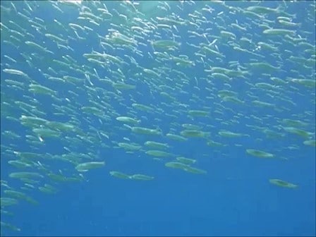 ヌサペニダのSDポイントで見た魚の群れ