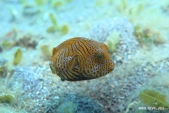 モヨウフグの幼魚,,Starry puffer juvenile,バリ島アメッドでマックダイビング