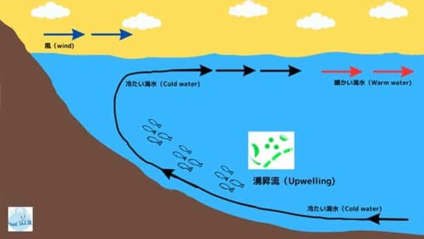 湧昇流/upwelling、バリ島マンボウシーズン