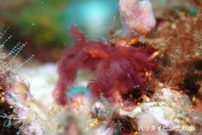 オラウータンクラブ，Oncinopus sp.、Orang-utan crab 