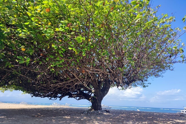 バリ島サヌールビーチ、大きな木