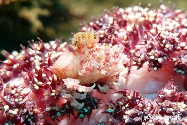 イソコンペイトウガニ、ウミトサカと共生