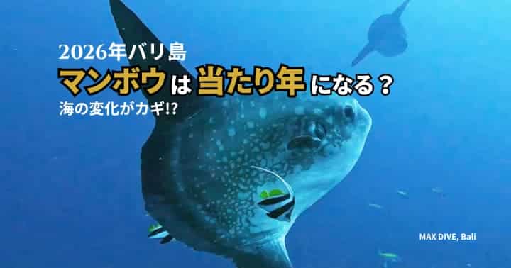 バリ島マンボウシーズン、海の変化