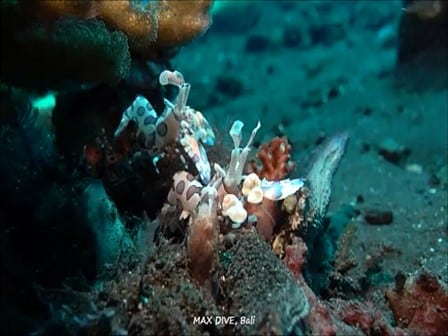 バリ島ダイビング，フリソデエビ、Harlequinn shrimp