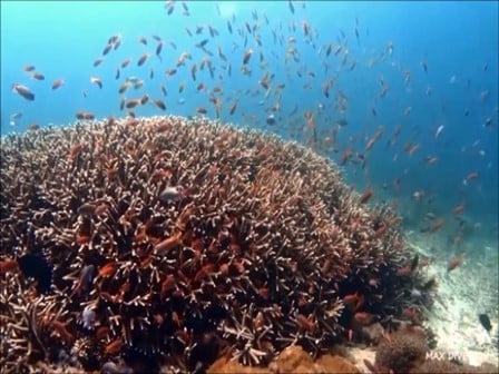 ヌサペニダのサンゴ礁