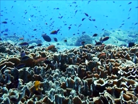 バリ島ヌサペニダ，サンゴ