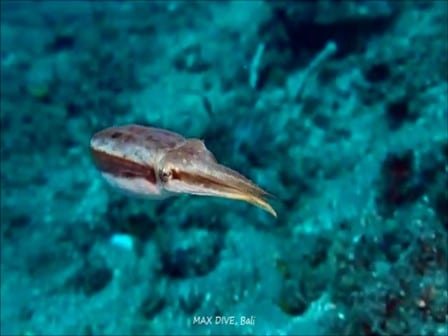 バリ島ダイビング、コブシメの子供、baby cuttlefish