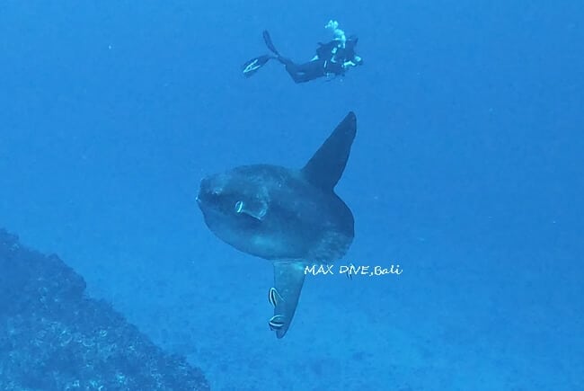 マンボウ,バリ島ヌサペニダ