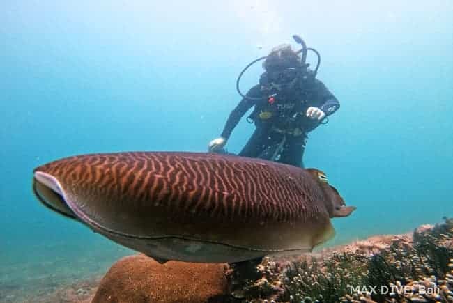 バリ島オープウォーターダイバーコース、パダンバイでコブシメとツーショット③