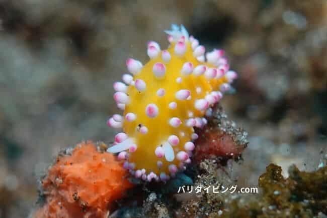 イガグリウミウシ, Ornamental Cadinella 