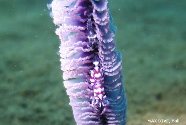 Horned sea pen shrimp, エボシカクレエビ属の一種,バリ島プリジャティ,Puri Jati, PJ