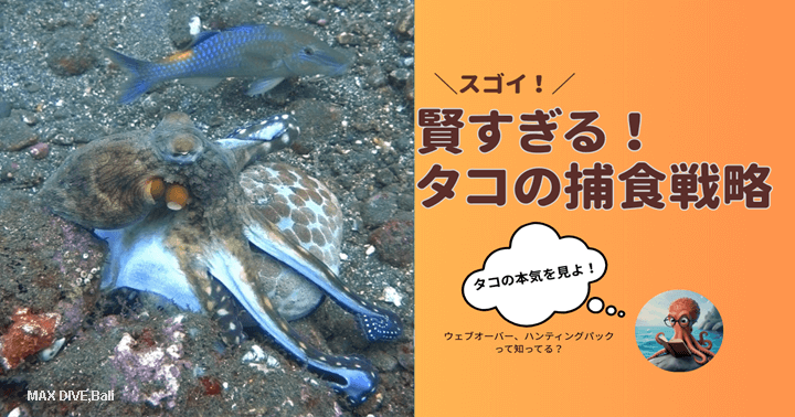 タコの生態と捕食方法