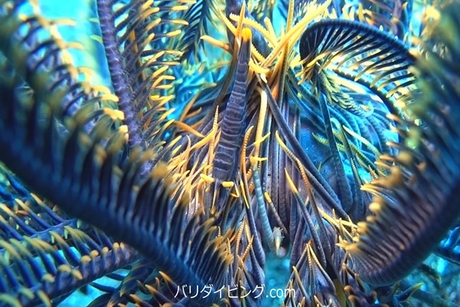 バサラカクレエビ，ambon crinoid shrimp, バリ島トランベン
