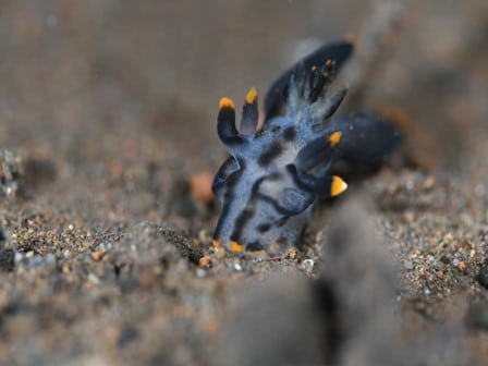 バリ島アメッド，ミズタマウミウシの一種