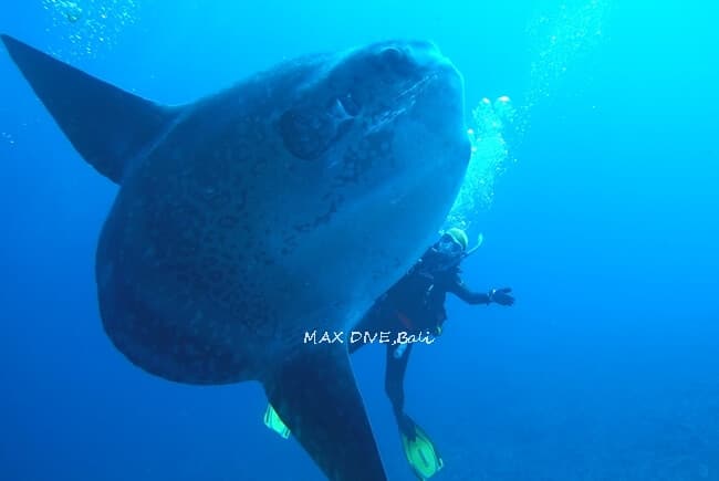 マンボウ、バリ島巨大マンボウとダイビング