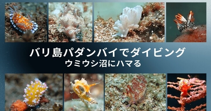 ウミウシ、バリ島パダンバイでウミウシ沼にハマる、マクロダイビング