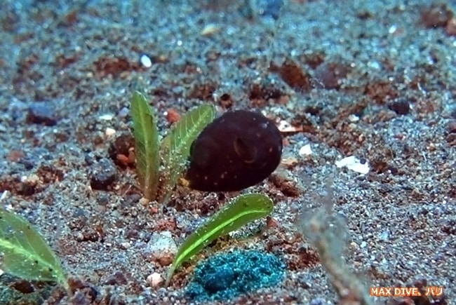 サザナミフグの幼魚,バリ島アメッド