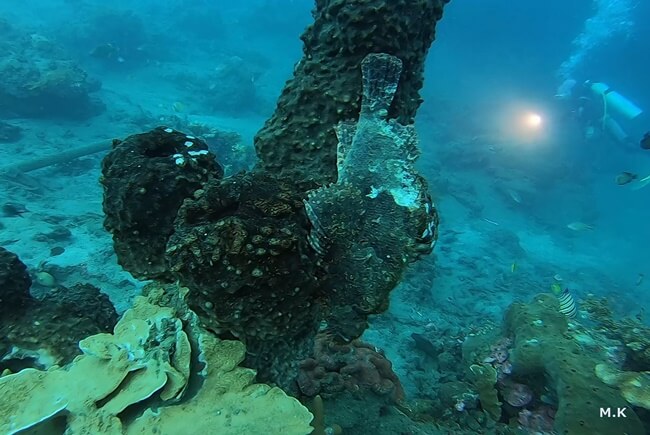オコゼ，Goproでバリ島アメッドの水中を撮影してみた