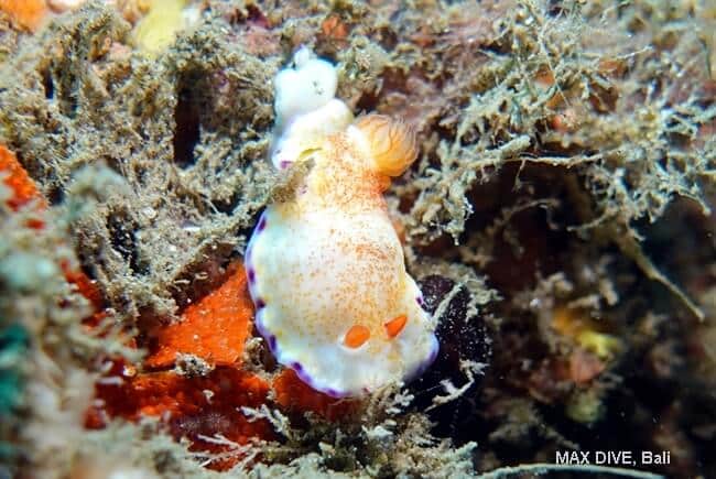 アデヤカイロウミウシ属の一種、Goniobranchus sp, パダンバイ・ジェティ(Jetty)