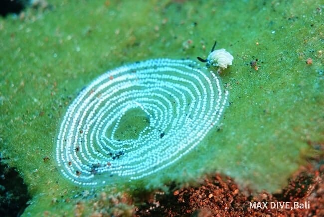 ウサギモウミウシの後ろ姿