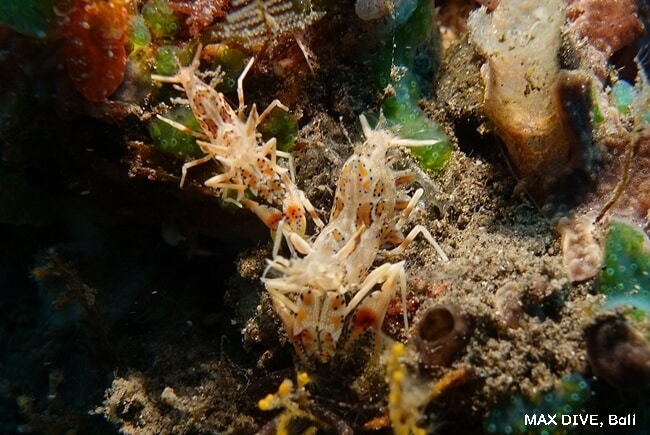 トゲツノメエビ，Spiny tiger shrimp. バリ島トランベン