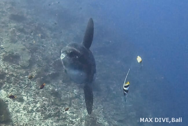 マンボウ、バリ島マンボウシーズン始まったばかり