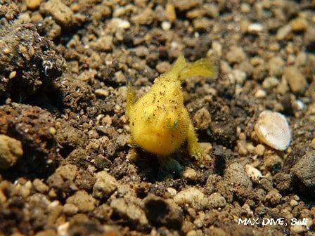 バリ島カエルアンコウ，黄色