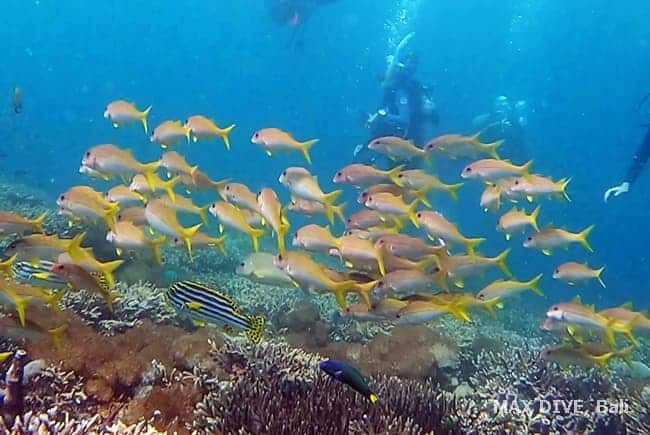 バリ島オープウォーターダイバーコース、アカヒメジの群れ