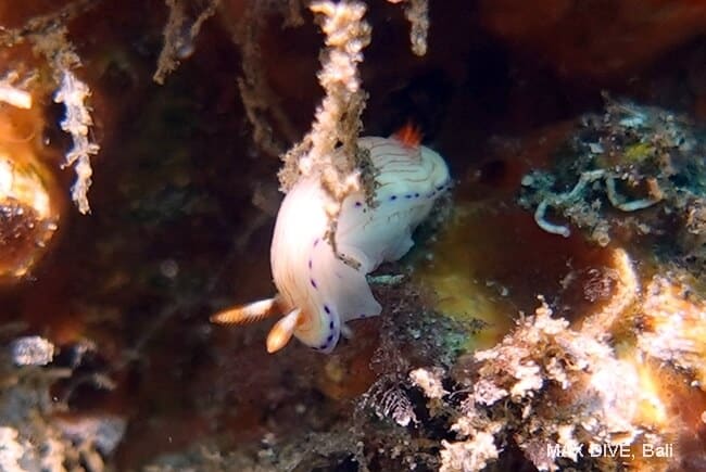 ヒュプセロドーリス・キャサリンアエ, Hypselodoris katherinae