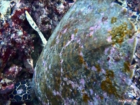 ヌサペニダのクリスタルベイで遭遇したウミガメ