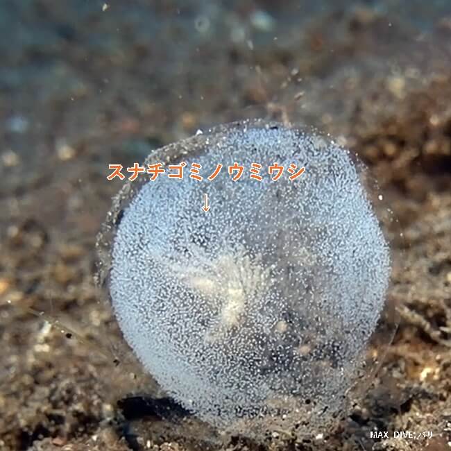 スナチゴミのウミウシ,タマシキゴカイの卵塊の中にいます。バリ島アメッド
