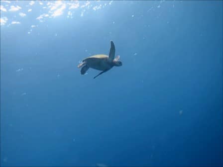 バリ島ヌサペニダのカメ