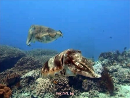 バリ島ダイビング、パダンバイのコブシメ