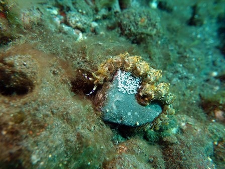 バリ島トランベン，プテラエオリディア属の一種