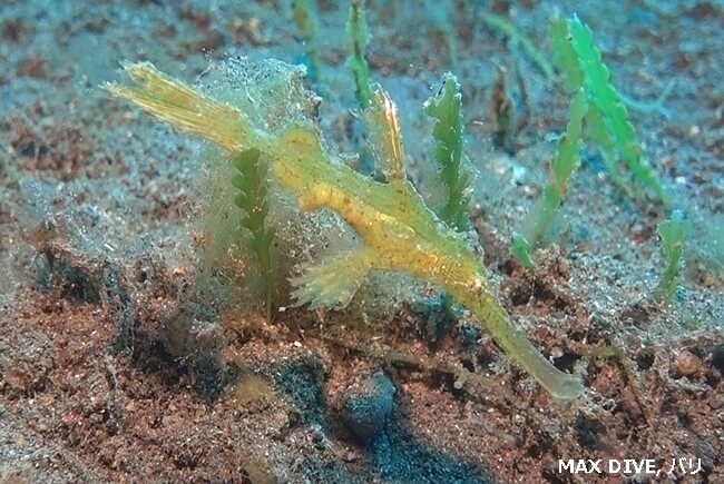 緑色のホソフウライウオ,Delicate Ghost pipefish,  バリ島アメッドでマックダイビング